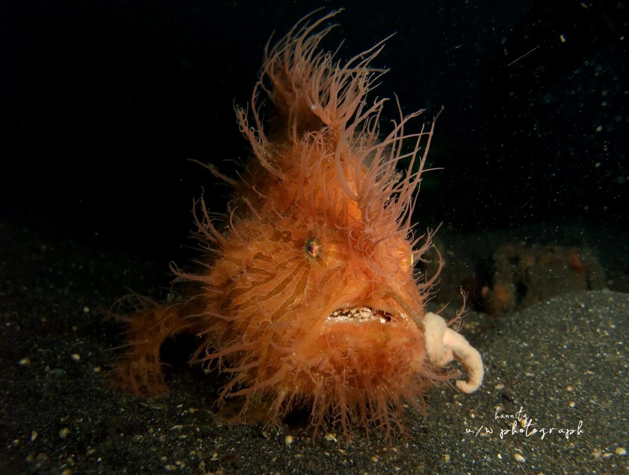 Cocotinos Lembeh A Boutique Dive Lodge Bitung Exterior foto