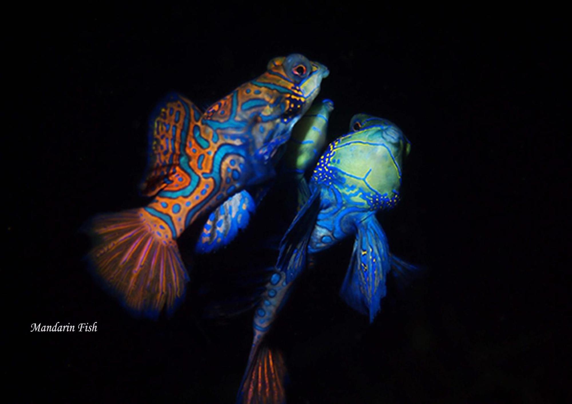 Cocotinos Lembeh A Boutique Dive Lodge Bitung Exterior foto