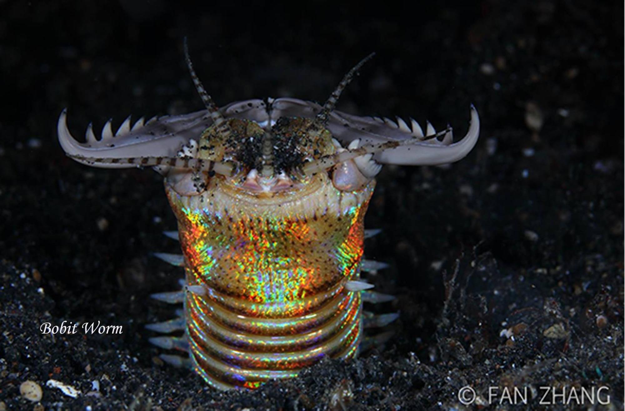 Cocotinos Lembeh A Boutique Dive Lodge Bitung Exterior foto
